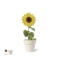 Tumil - 5-8 Graines de Tournesol Incluses | Pot Biodégradable