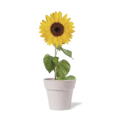 Tumil - 5-8 Graines de Tournesol Incluses | Pot Biodégradable