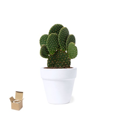 Konte - Graines de Cactus Incluses | Terre Cuite