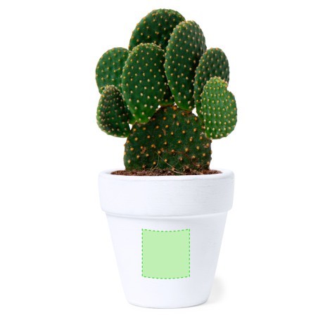 Konte - Graines de Cactus Incluses | Terre Cuite