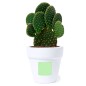 Konte - Graines de Cactus Incluses | Terre Cuite Konte - Graines de Cactus Incluses | Terre Cuite