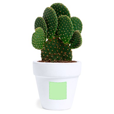 Konte - Graines de Cactus Incluses | Terre Cuite