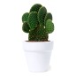 Konte - Graines de Cactus Incluses | Terre Cuite Konte - Graines de Cactus Incluses | Terre Cuite