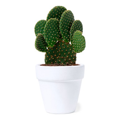 Konte - Graines de Cactus Incluses | Terre Cuite