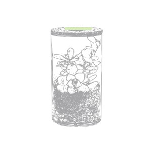 Anymak - Graines de Cactus Incluses | Verre Borosilicate/ Liège