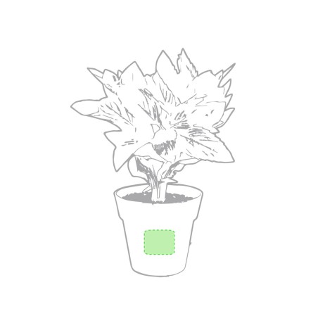 Nertel - 2 Stück. Samen Inklusive | Kompostierbarer Topf